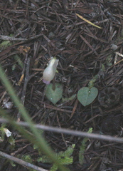 Corybas rotundifolius