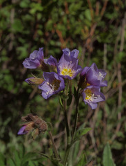Polemonium californicum