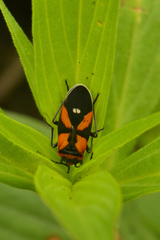 Lygaeus analis