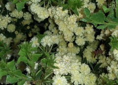 Acacia littorea