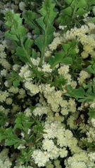 Acacia littorea