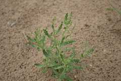 Cycloloma atriplicifolium