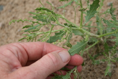 Cycloloma atriplicifolium