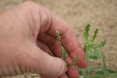 Cycloloma atriplicifolium