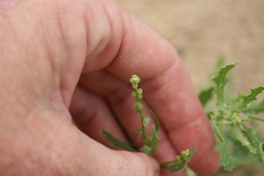 Cycloloma atriplicifolium