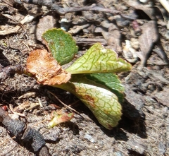 Salix herbacea