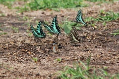 Graphium antheus