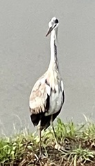 Ardea cinerea