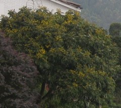 Senna viarum