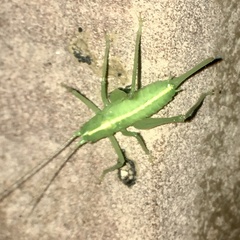 Meconema meridionale