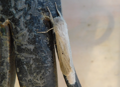 Phragmataecia castaneae