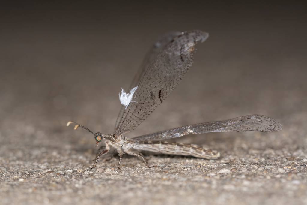 Euptilon ornatum from 1770 Holford Rd, Garland, TX 75044, USA on July