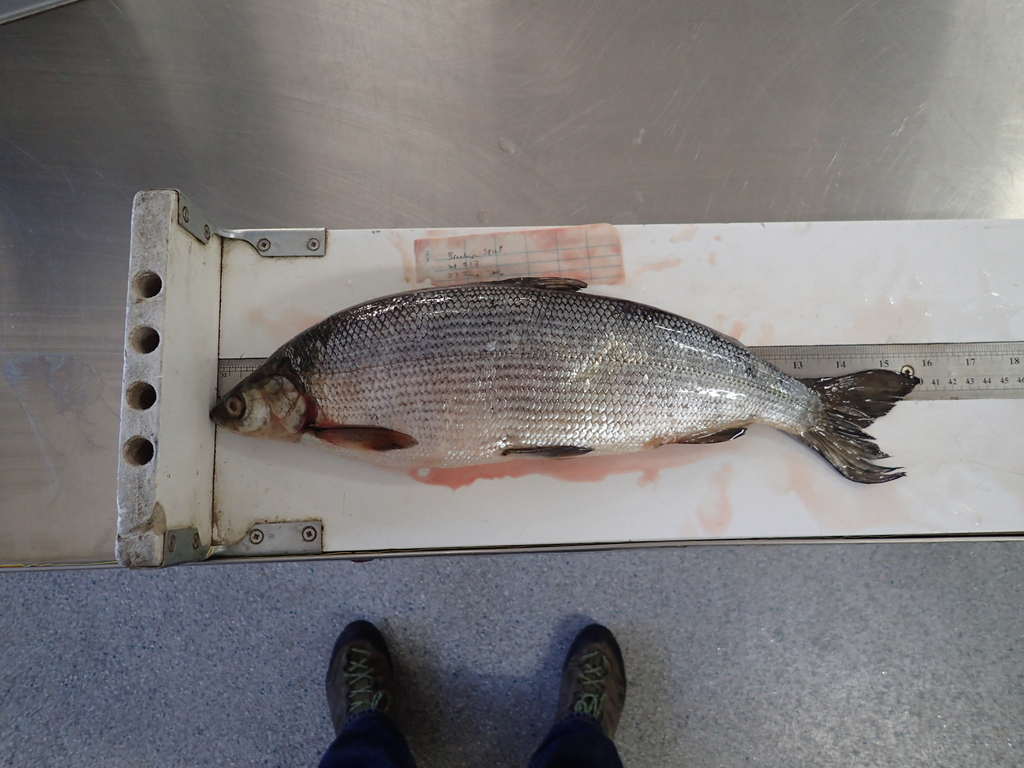 Least cisco (Coregonus sardinella) — Salmonidae