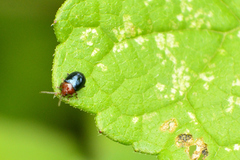 Chrysomelidae