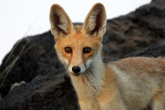 Vulpes vulpes