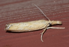 Pediasia dorsipunctellus