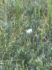 Platanthera blephariglottis
