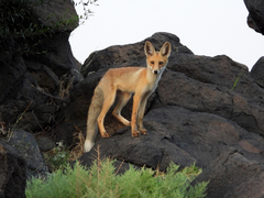 Vulpes vulpes