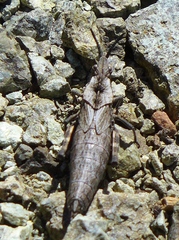 Dracotettix monstrosus