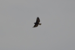 Geranoaetus polyosoma