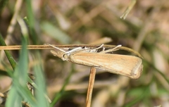 Agriphila straminella