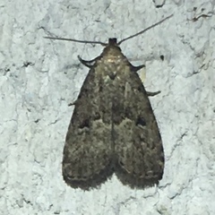 Hypenodes franclemonti
