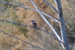 Megaceryle torquata