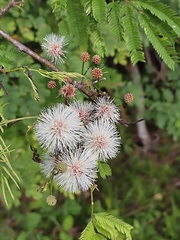 Senegalia berlandieri