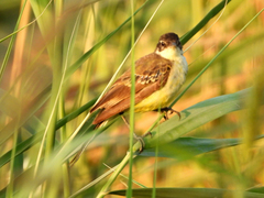 Motacilla flava