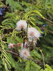 Senegalia berlandieri