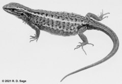 Liolaemus araucaniensis