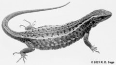 Liolaemus araucaniensis