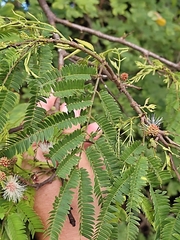 Senegalia berlandieri