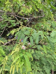 Senegalia berlandieri