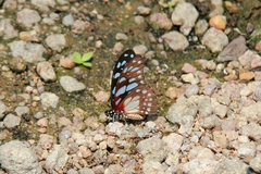 Graphium leonidas leonidas