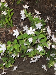 Wrightia antidysenterica