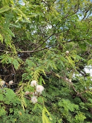 Senegalia berlandieri