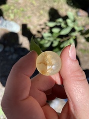 Amphibolips nubilipennis