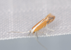 Cameraria quercivorella