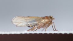 Pareuidella