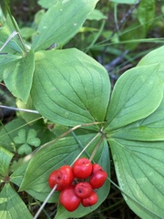 Cornus canadensis