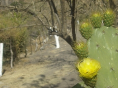 Opuntia atropes