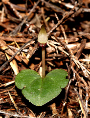 Corybas rotundifolius
