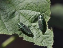 Agaeocera scintillans