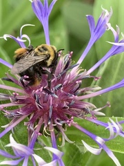 Melissodes desponsus