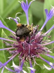 Melissodes desponsus