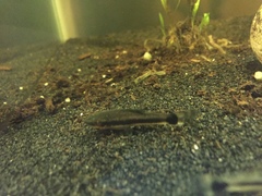 Otocinclus