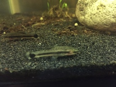 Otocinclus