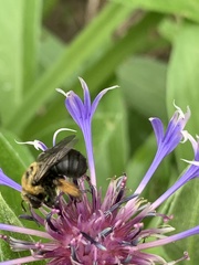 Melissodes desponsus