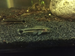 Otocinclus